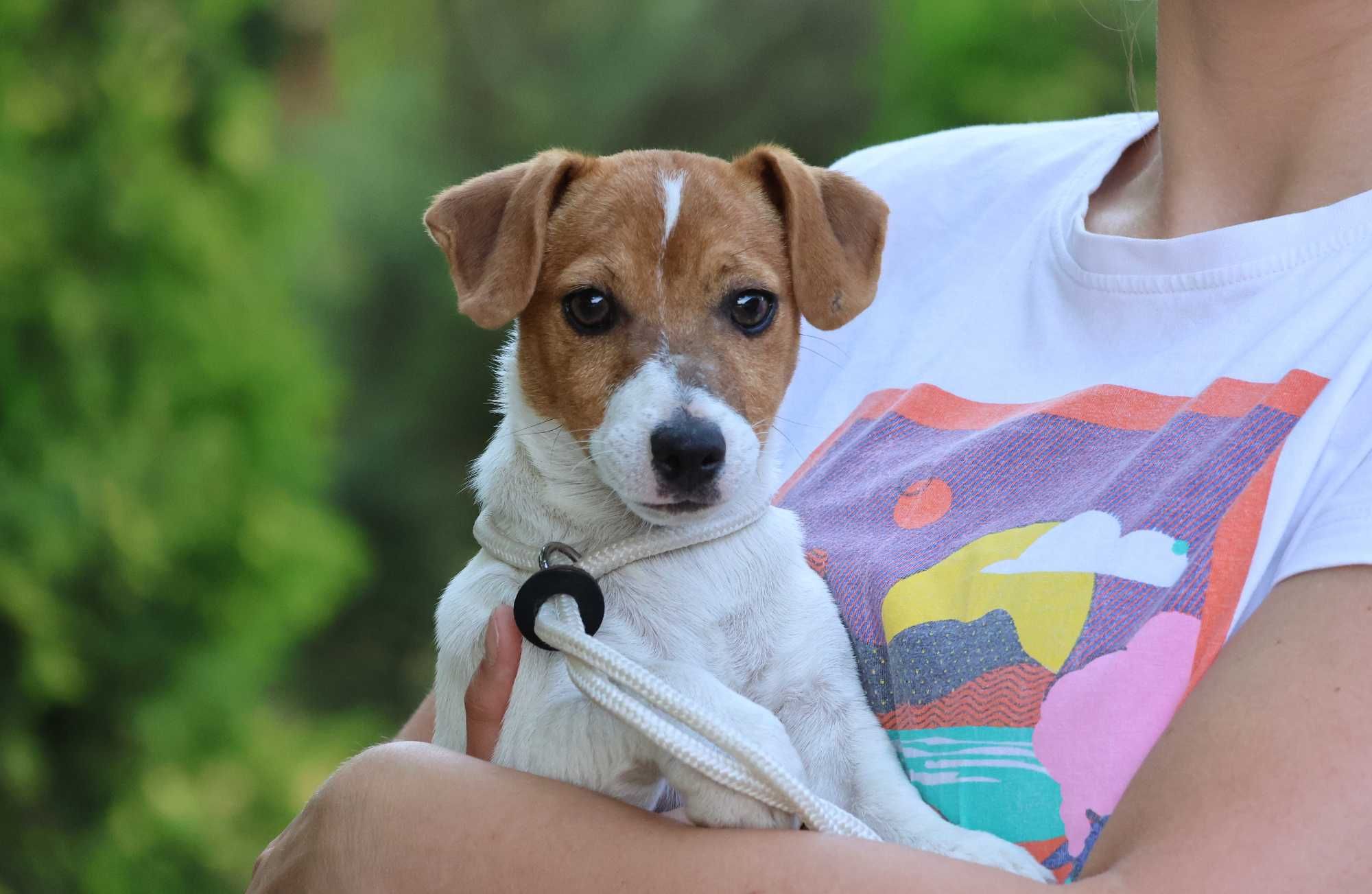 Sympatyczny , nieduży piesek Jack Russell Terrier ZKwP FCI