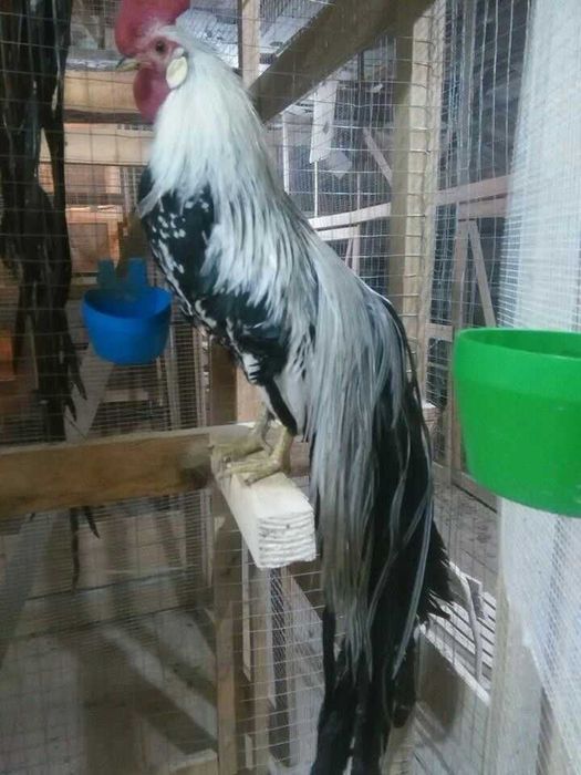 Декоративні курочки породи Фенікс, кури та півники Фенікс парами