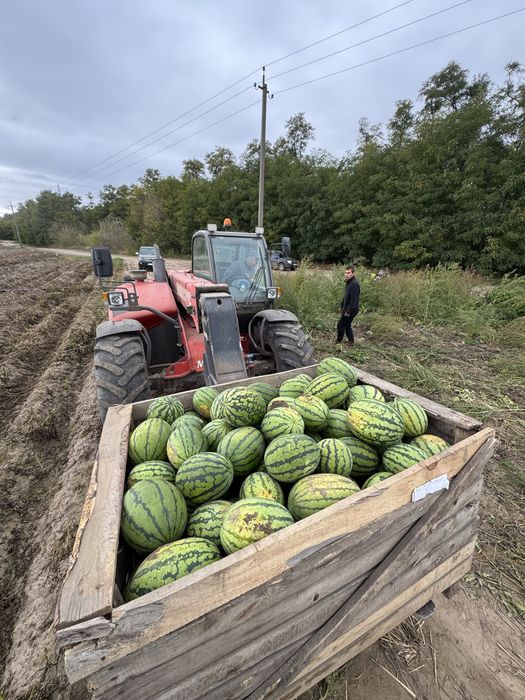 Кавун арбуз опт продаж