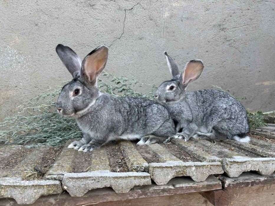 Кролики,  шиншила, Одесская область