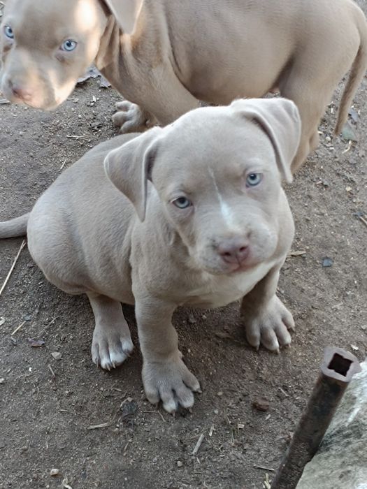 American Staffordshire Terrier