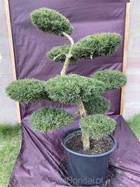 Drzewko BONSAI z jałowca - DOSTAWA - 130 cm - WYJĄTKOWY