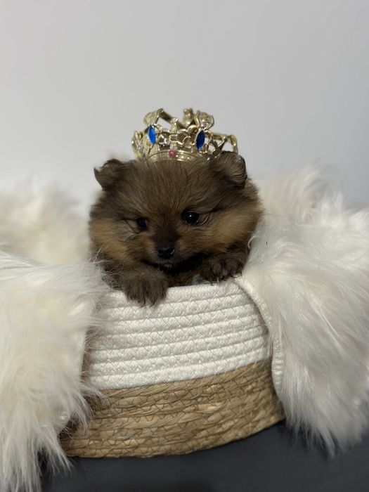 Szpic miniaturowy  Pomeranian FCI rezerwacja