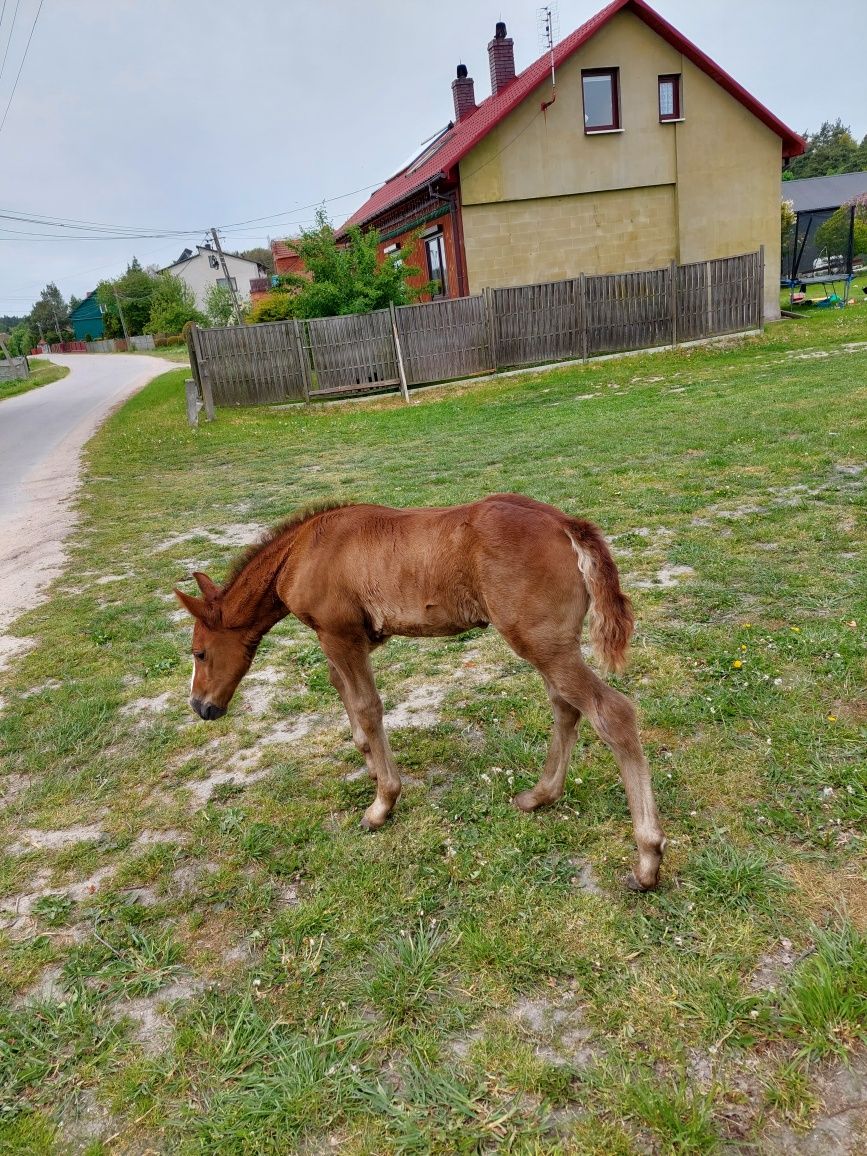 Klacz ze źrebięciem