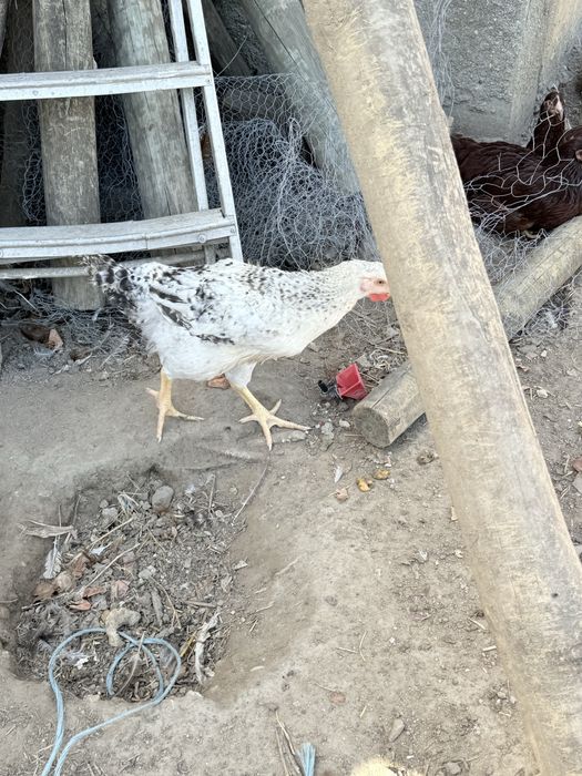 galinhas , frangos e pitos troca