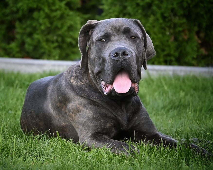 CANE CORSO - ZkwP /FCI  mocny   samiec szaro - pregowany .