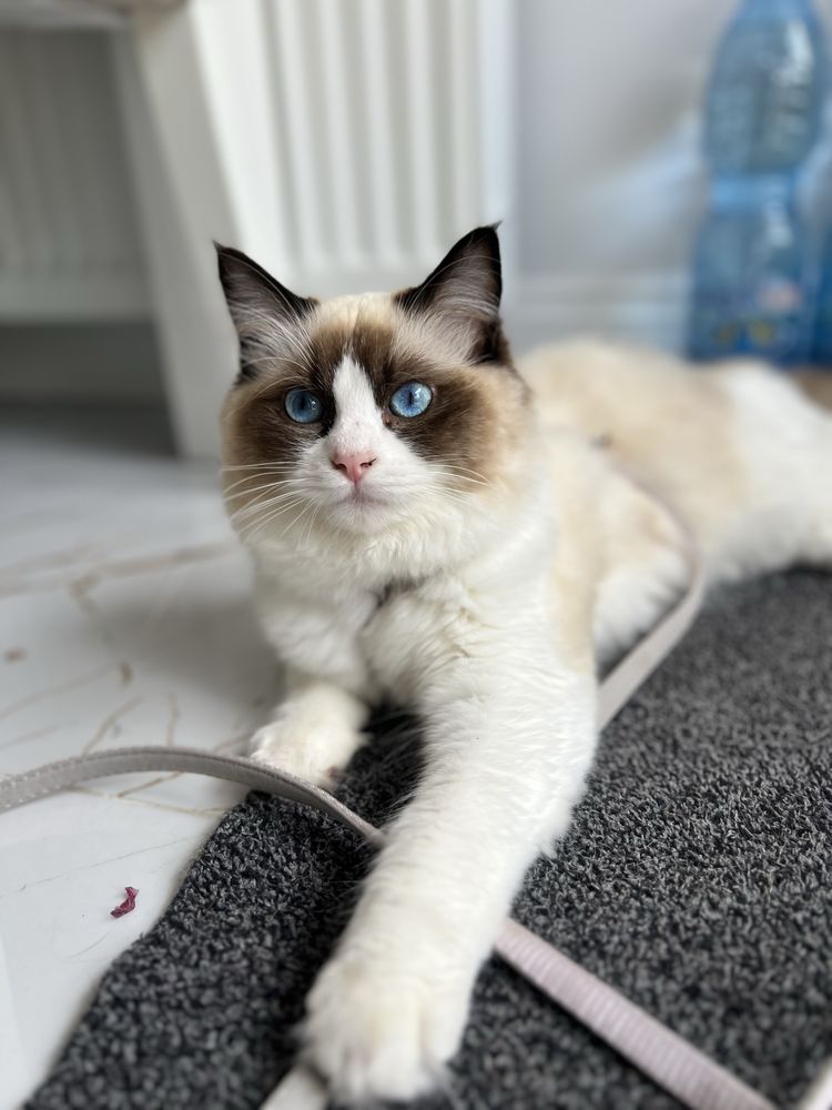 Kotka Ragdoll rodowód FPL / PASZPORT / WYPRAWKA