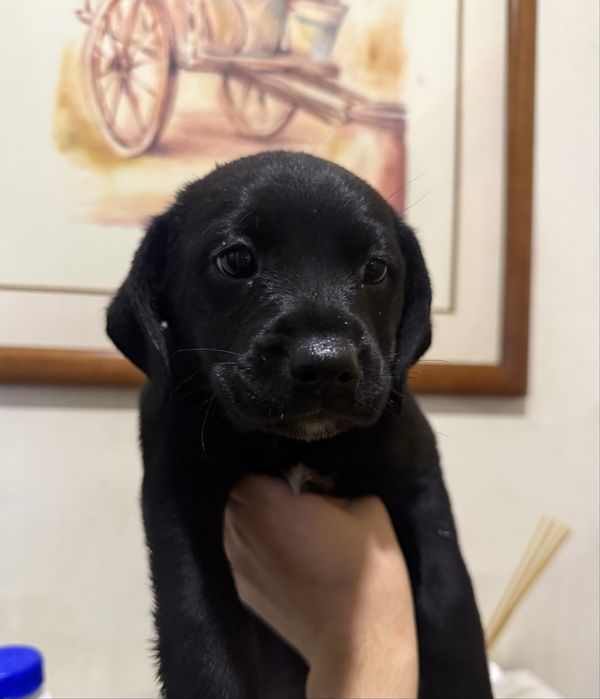 Caes bebes para adoção