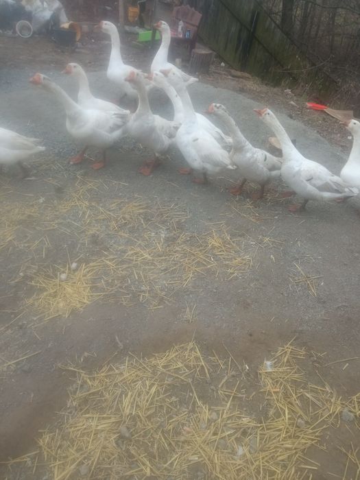 Продам молоді гуси,звоніть договоримось