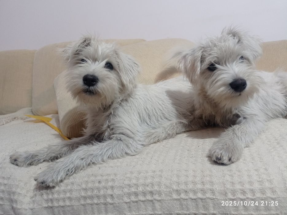 sznaucer miniaturowy miniaturka biały samiec sunia