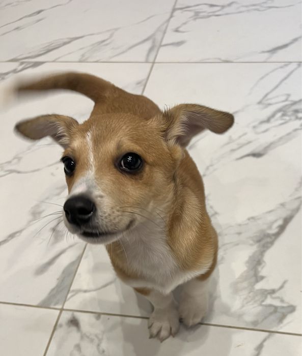 Szczeniaki do adopcji