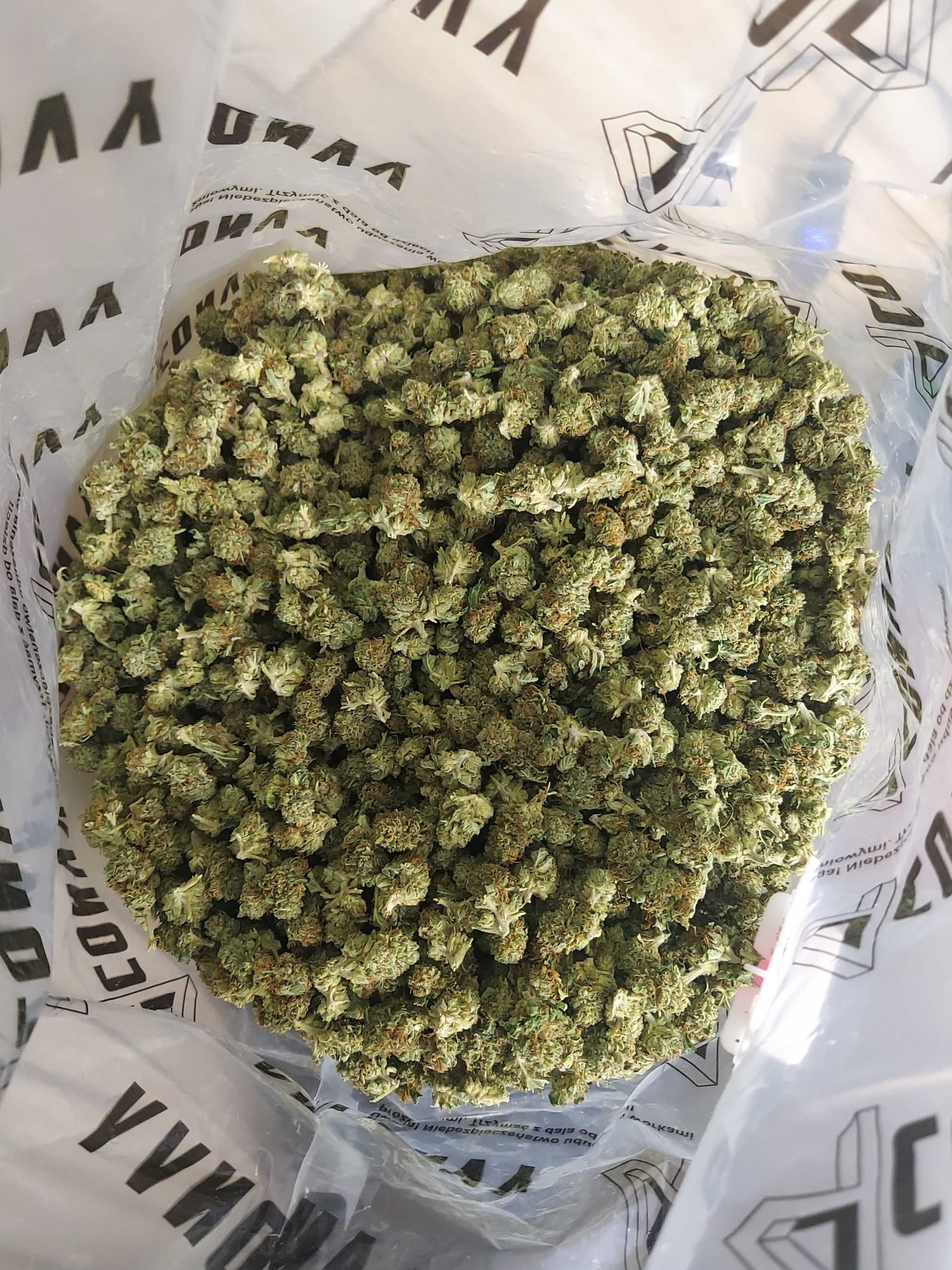 Susz CBD Amnesia Special GH 1kg