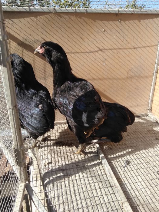 Кури Ауракан молодняк