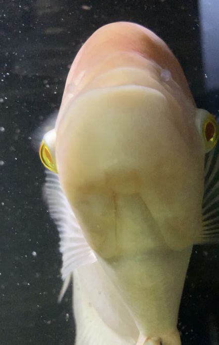 Gourami gigante 40 centimetros