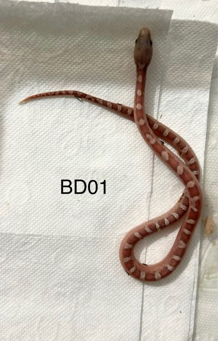 Wąż zbożowy bloodred pied maluchy / Box i akcoesoria