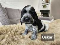 Oskar Cocker Spaniel Angielski