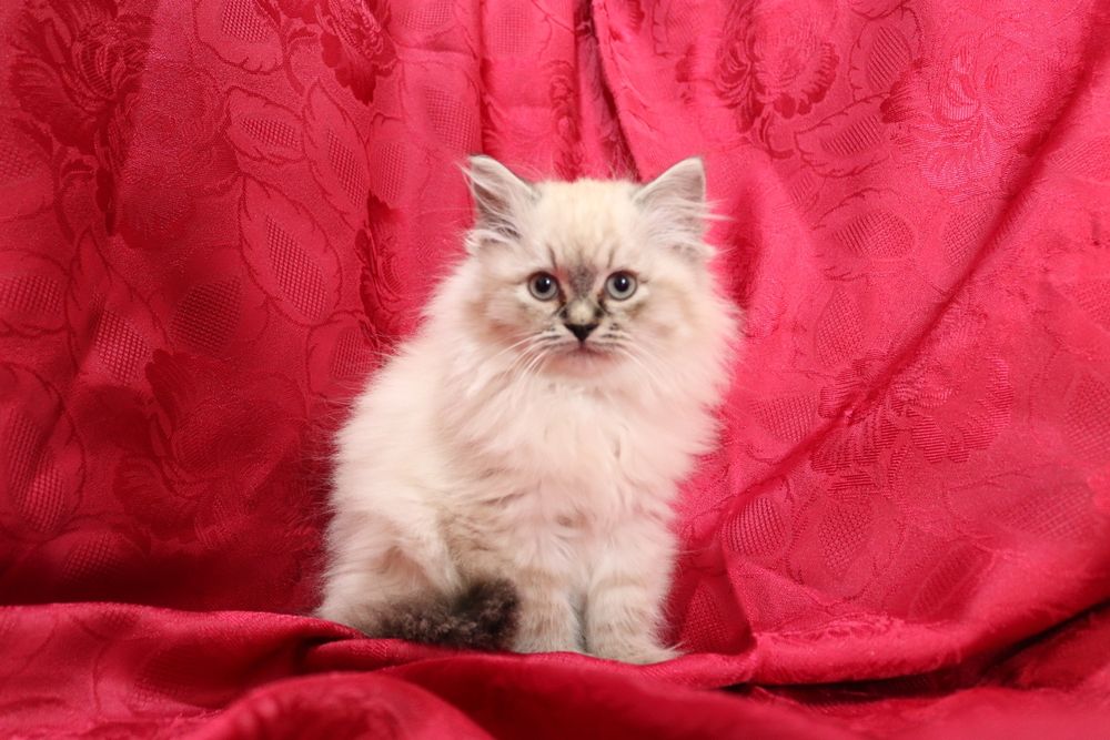 Кошенята невської маскарадної