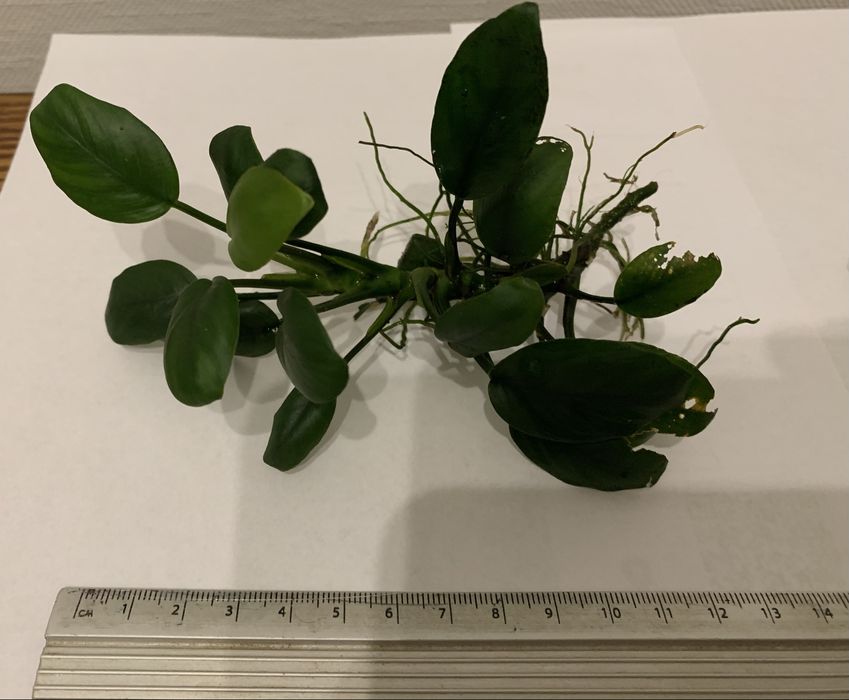 Кущі Анубіас Нана