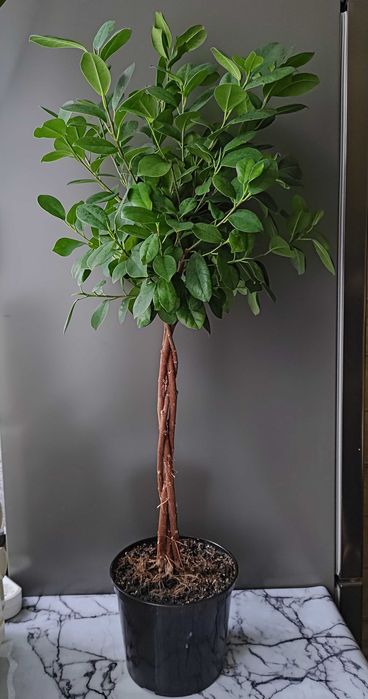 Кімнатна рослина Фікус Мокламе 95 см