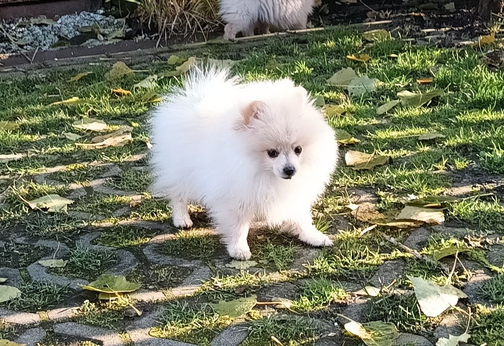 Piesek Szpic Miniaturowy Pomeranian