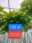 Catalpa nana katalpa laurowiśnia tuje