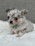 Przesliczny chlopiec Chihuahua dlugo włosy blue merle