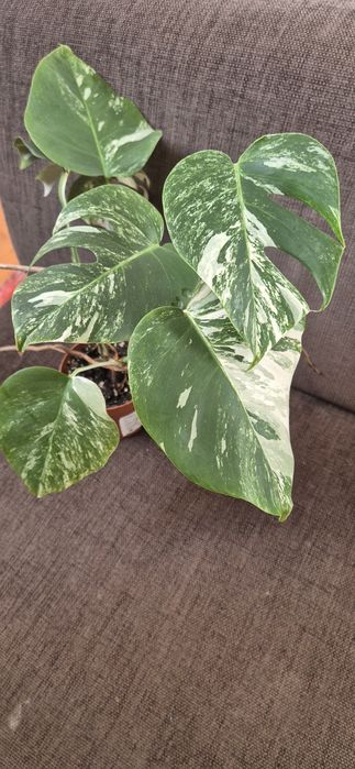 Monstera variegata
