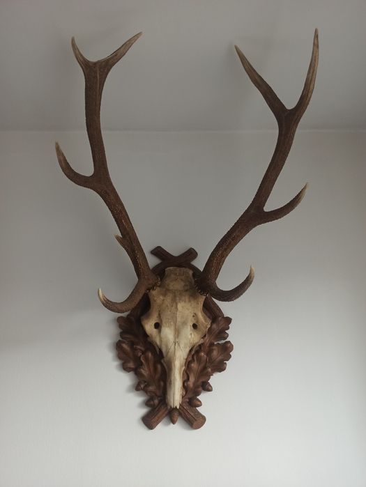 Poroże, rogi jelenia z czaszką