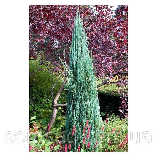 Можжевельник чешуйчатый Blue Star,Blue Arrow