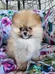 Szpic miniaturowy (Pomeranian) z wyjątkowym rodowodem