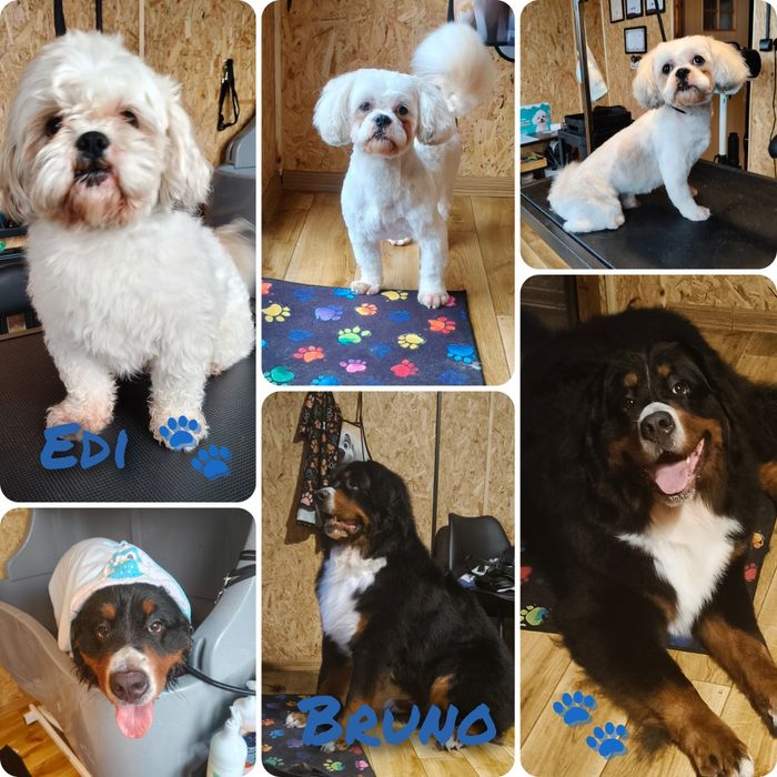 Strzyżenie, pielęgnacji psów Mała Mii