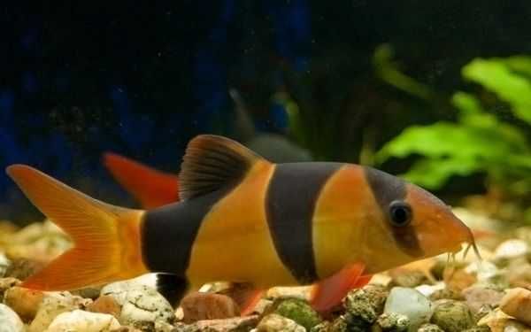Botia Palhaço - Chromobotia macracanthus