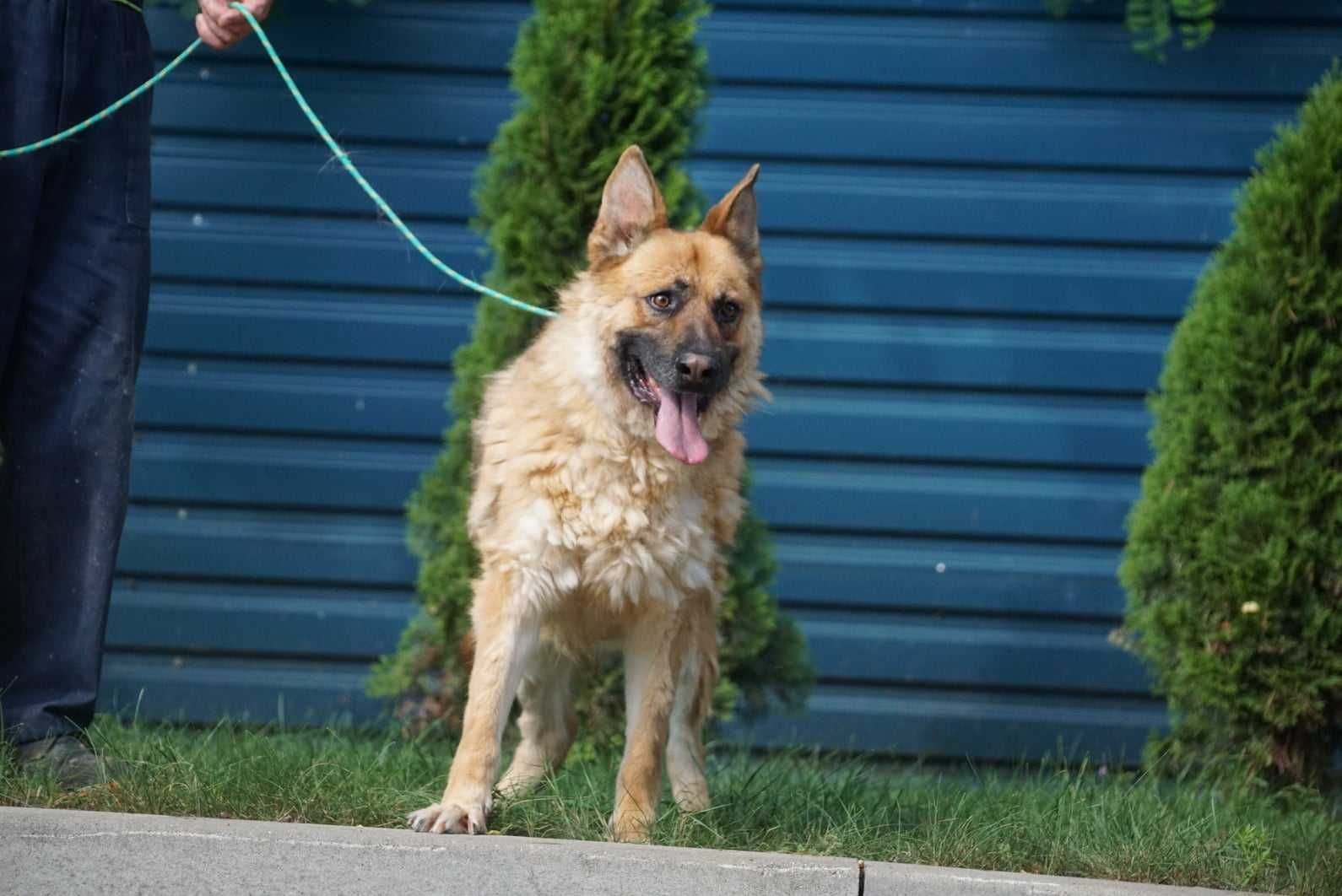 owczarek niemiecki mix Kinio szuka domu -schronisko Jasionka -aktualne