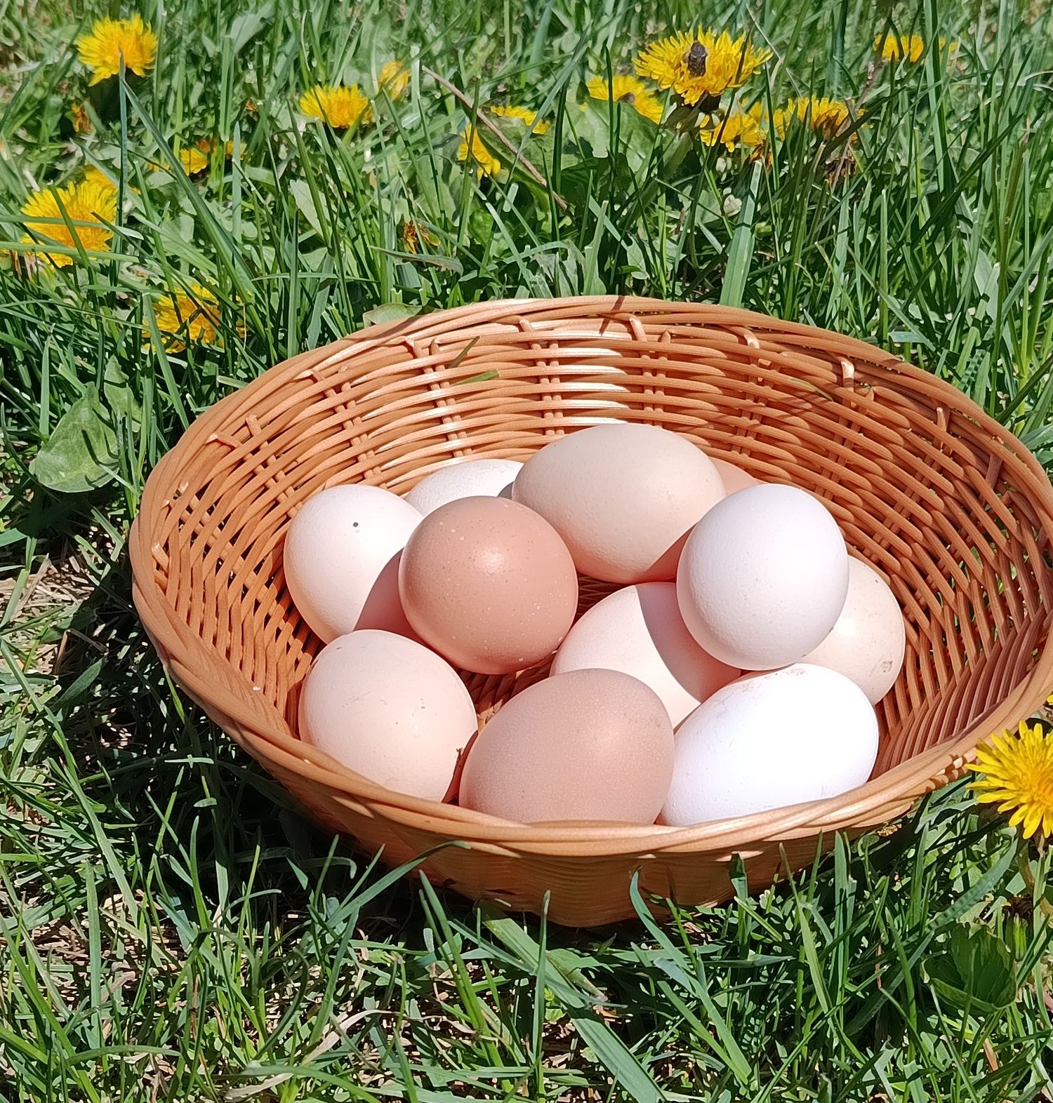 Яйце інкубаційне від домашніх курочок
