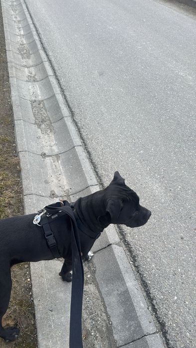 Piesek rasy amstaff za darmo