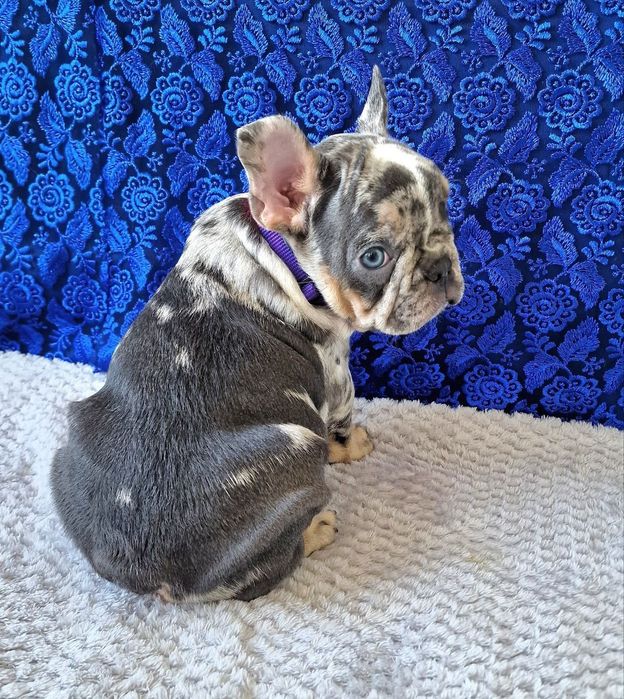 В'язка блакитно підпалий французський бульдог