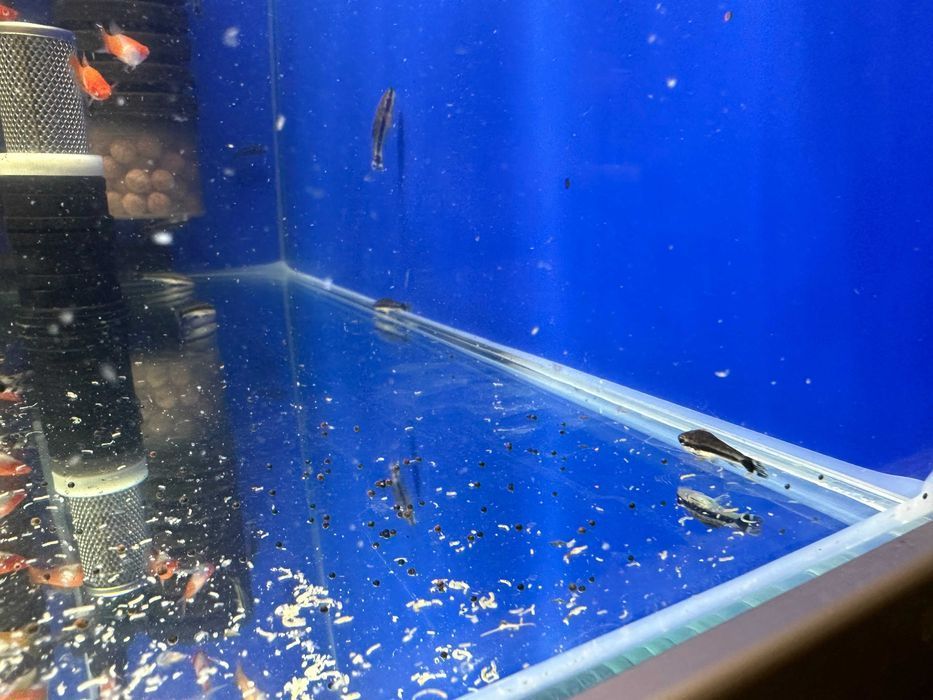 Otosek przyujściowy Otocinclus affinis