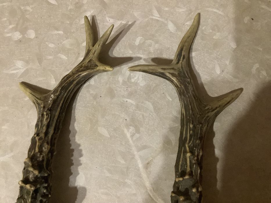 Роги. косулі 2шт