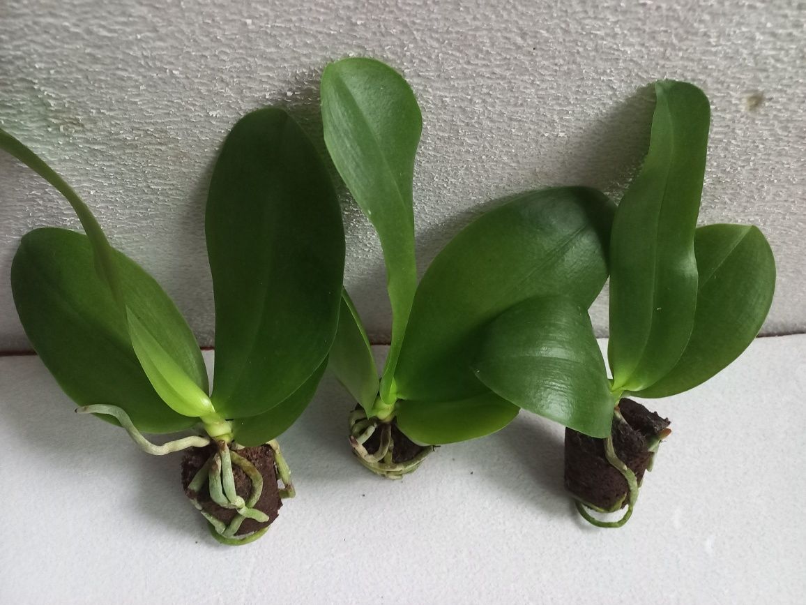 Орхидея сортовая Лиодоро ароматная, подросток