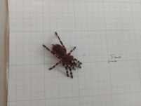 Acanthoscurria geniculata 2 dc
