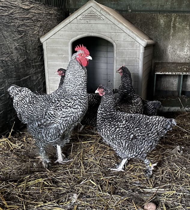 Maline raca belga ovos