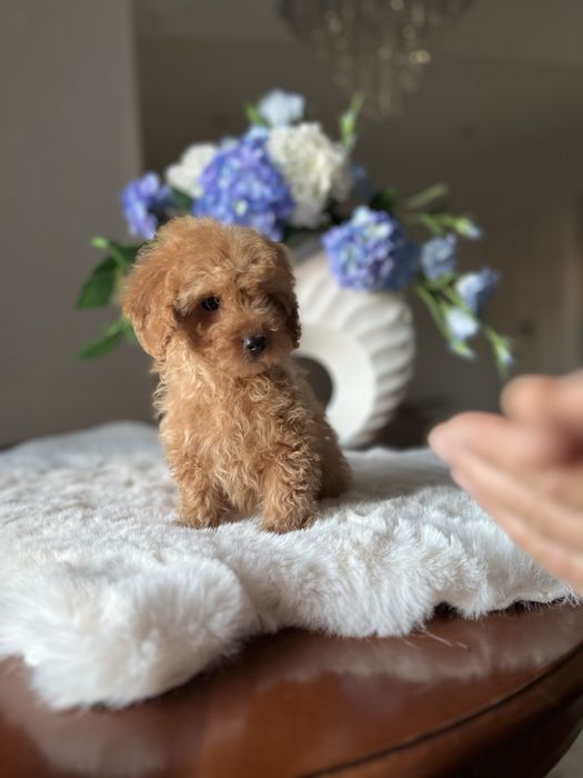 Pudel toy mini chłopiec