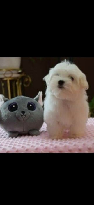 Maltańczyk piesek piękny szczeniak linia koreańska