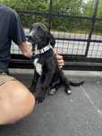Nerro i Nosferatu 3 mc chlopaki w typoe labradora
