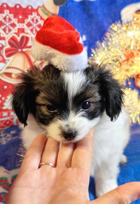 Папийон щенок. Кобель папийон. PAPILLON PUPPY