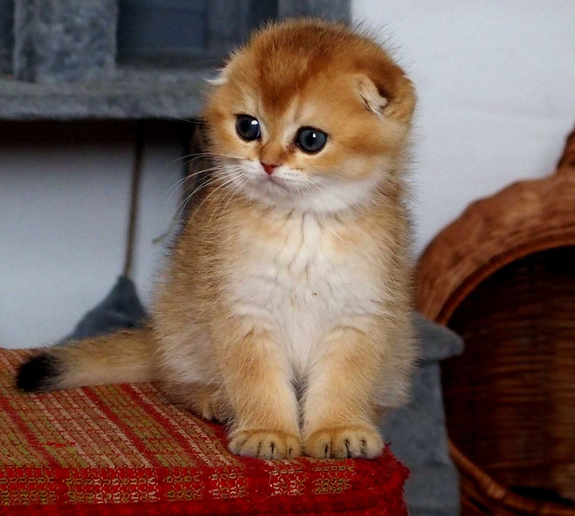 Kotka Szkocki Zwisłouchy PZF. WCF Scottish Fold Złota Szynszyla