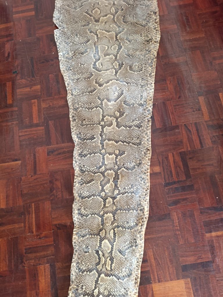 Grande pele de  cobra