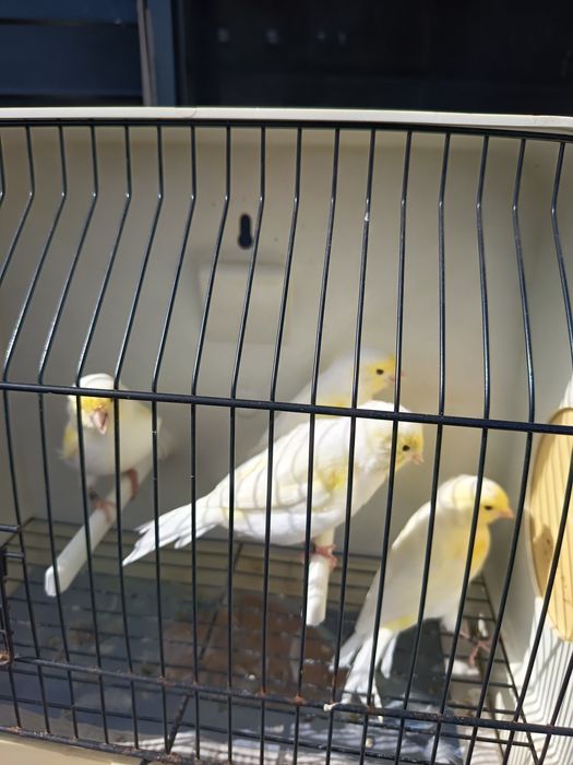 Canários mosaicos amarelos