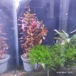 Ludwigia Mini sp. Super Red