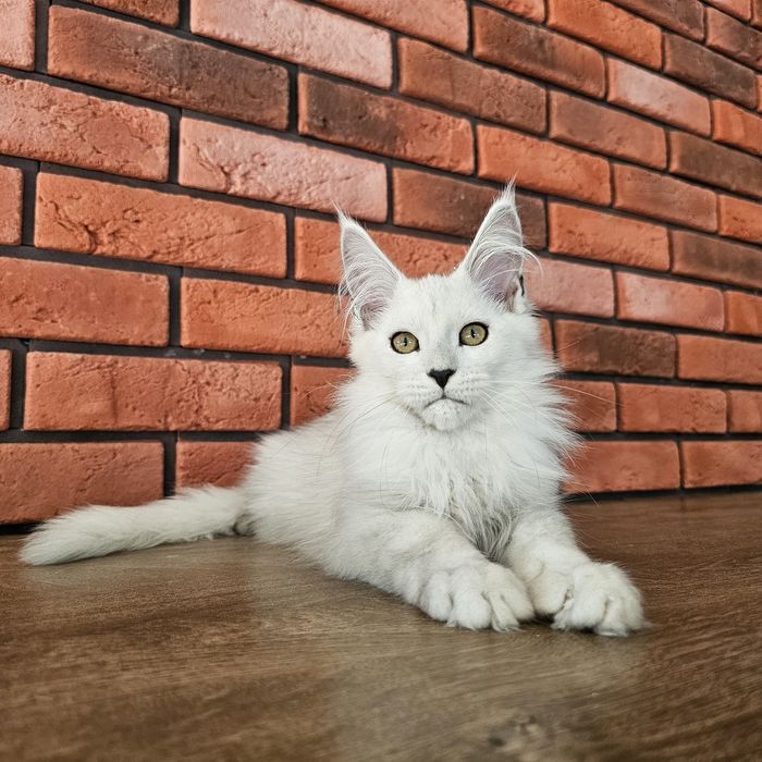 kocurek Maine coon rodowód fpl FIFe do hodowli